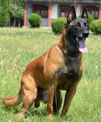 纯种马犬幼活体爆红马犬军犬警犬猎犬德国牧羊犬狗狗