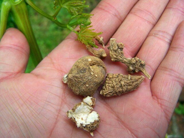 西藏林芝纯野野生三七田七挑选大个个头生长三七
