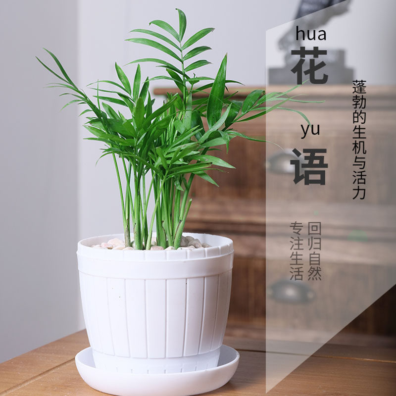 椰子盆栽植物花卉袖珍富贵椰子绿绿植懒人盆景绿植