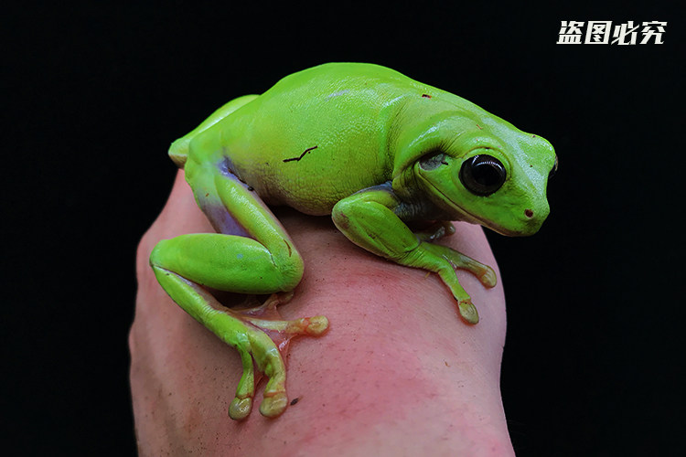 树蛙活体老爷绿蓝姥爷角蛙青蛙宠物招财蛙温顺特色爬宠