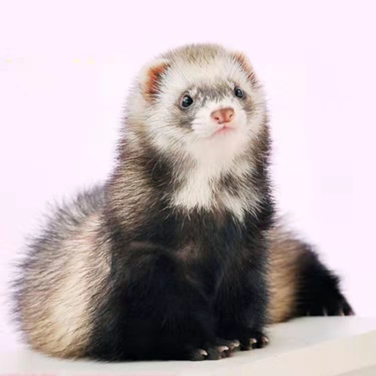 国产雪貂宠物活体幼崽粘人可爱安格鲁活物包邮包宠物貂