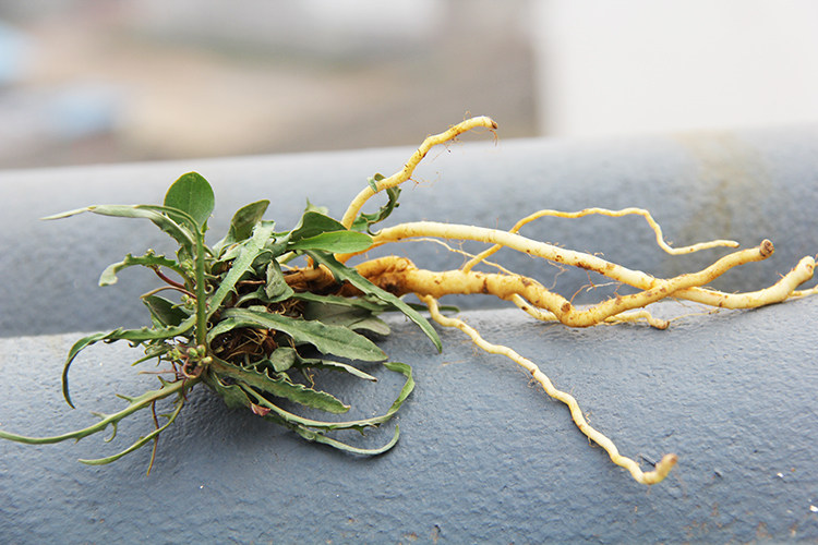 苦菜茶 野生苦菜全株带根 苦菜干中药材 养生茶包邮 七草园子100g