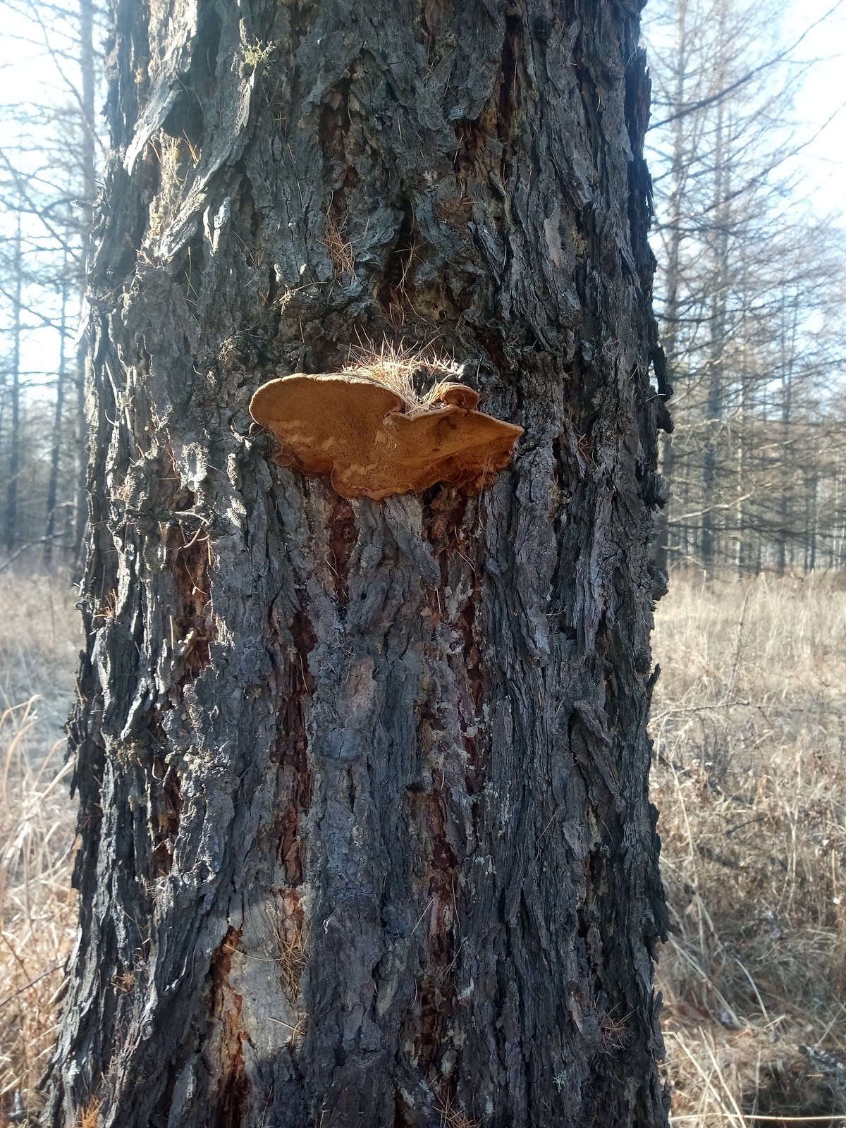 松树桑黄黄松针孔野生深层孔菌多年生整枝灵芝其它干货