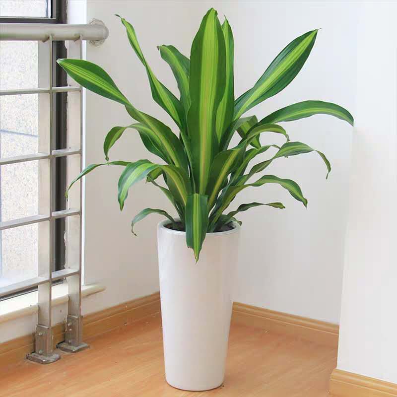 精品金心美人也门铁巴西铁龙血室内客厅花卉绿植