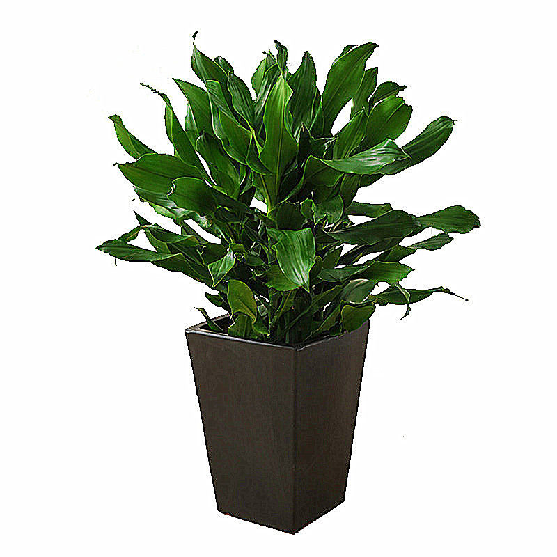 大型花卉绿植大富富贵四季常青螺纹植物室内大型绿植