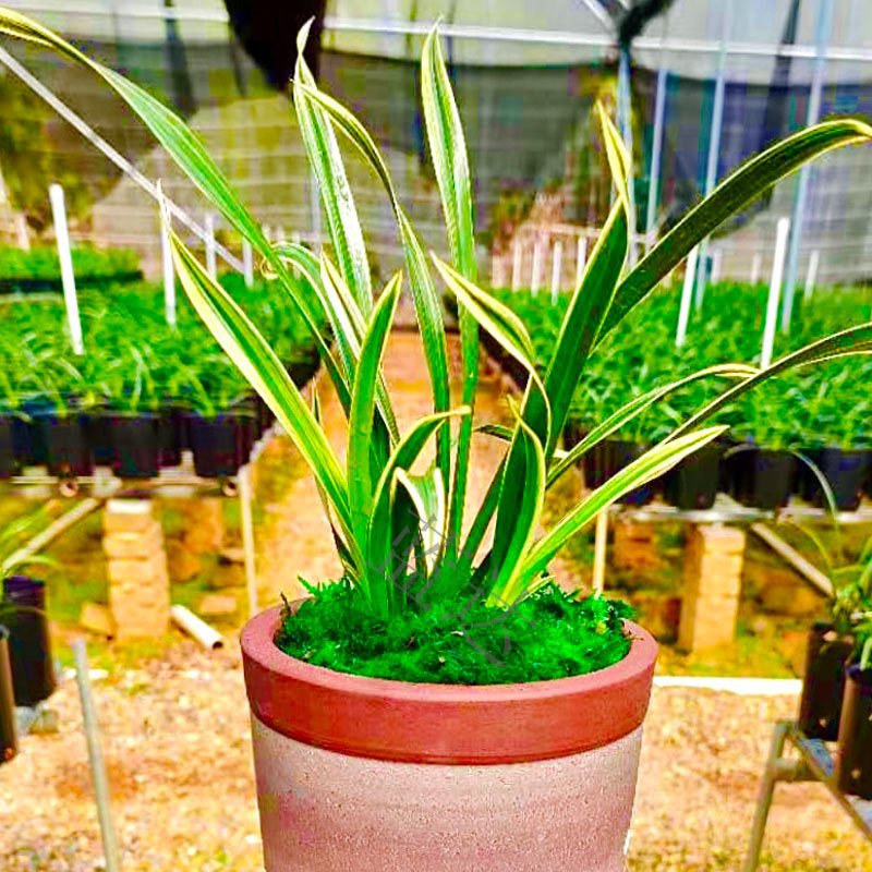 香精品兰花苗室内花卉建兰金边矮种神童冠带时令草本花卉