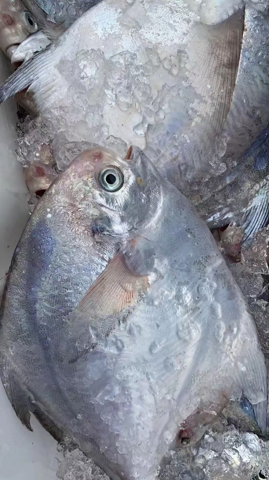 5斤现共一条东海3-4两冷冻鲳鱼