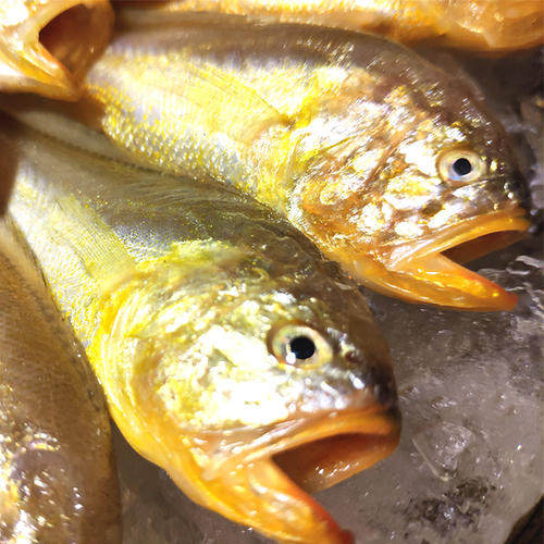 东海大头1720条鲜活黄皮子鱼海纯梅子特大现捕黄鱼