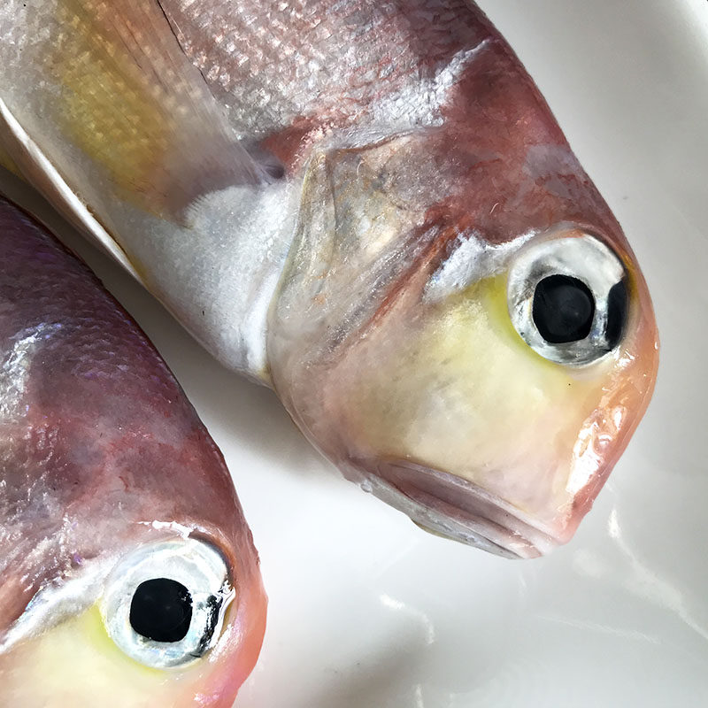 东海水产2条头鱼红方海鱼深海海鲜野生鲜活其它