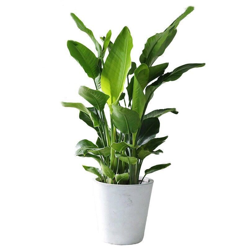 盆栽室内大型甲醛绿植天堂鸟真花极乐鸟鹤望兰客厅大型绿植