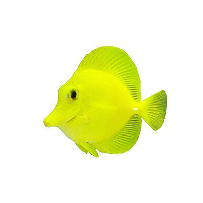 黄金倒吊海水观赏小丑鱼活体珊瑚顺丰快递死亡鱼