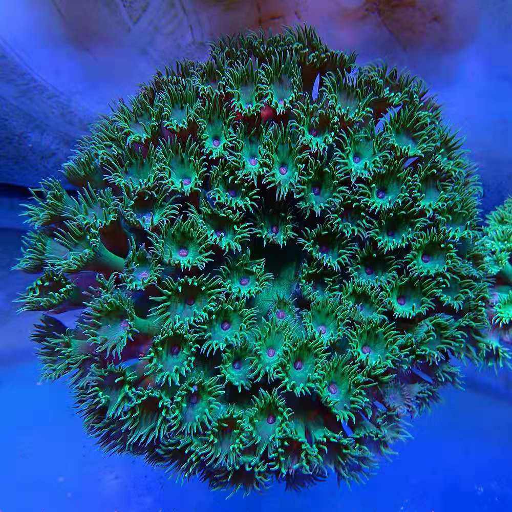 海水圆盘珊瑚马蹄海洋活体水缸生物水族观赏鱼