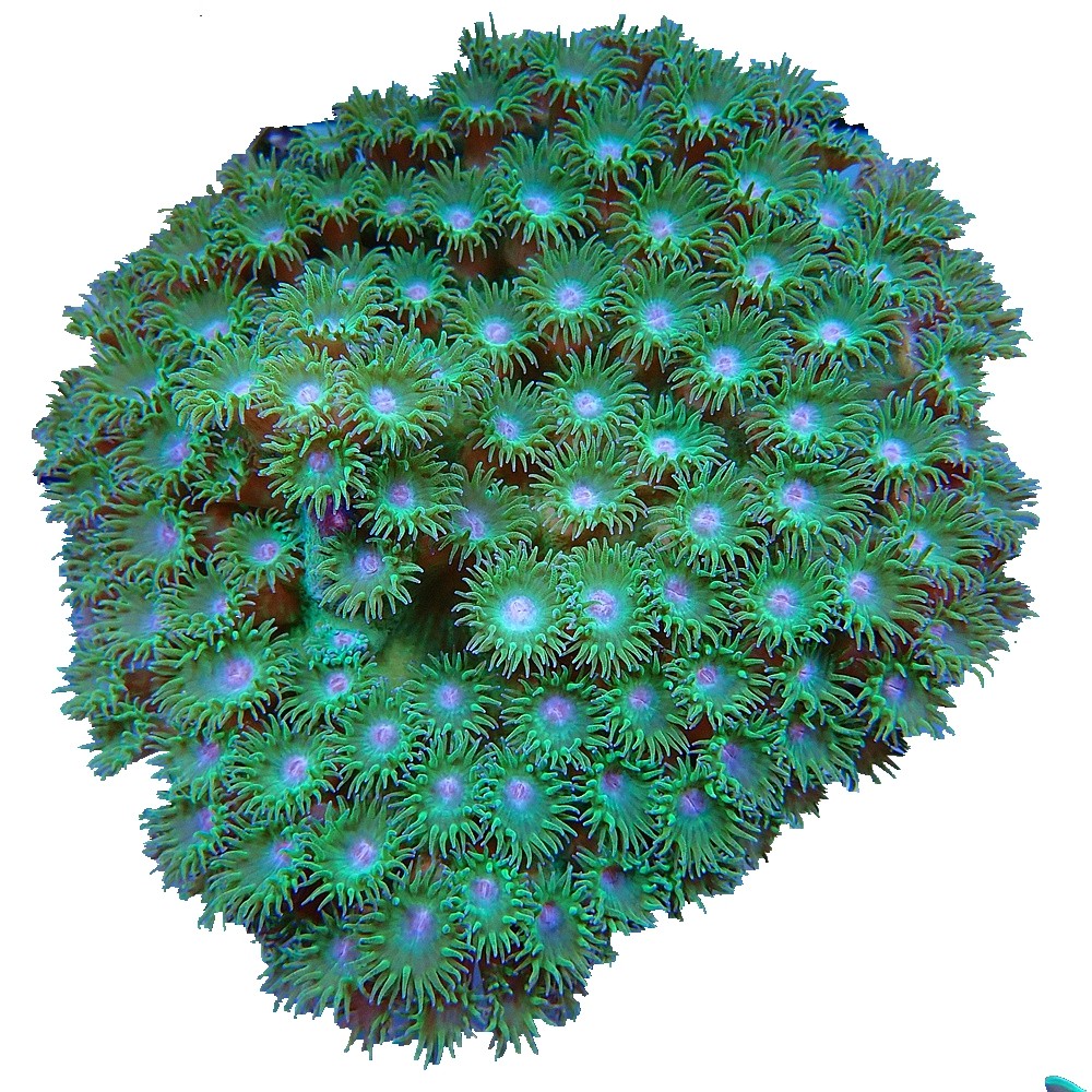 海水圆盘珊瑚马蹄海洋活体水缸生物水族观赏鱼