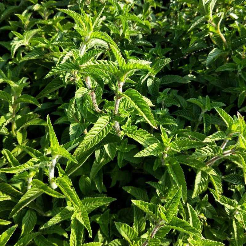 凉粉草 仙草干 烧仙草原料仙草蜜 仙草冻新鲜仙草农家1000g