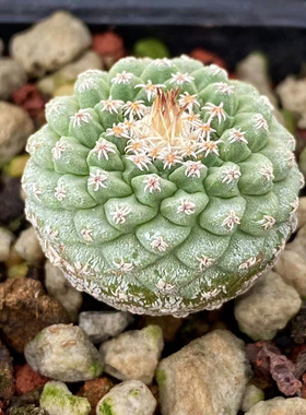 菊水实生掌仙人球