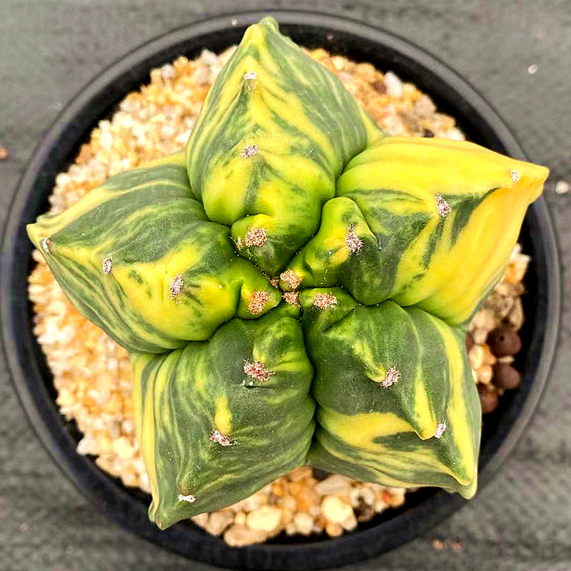 三角龟甲核桃鸾凤玉锦实生仙人一物一拍精品多肉植物