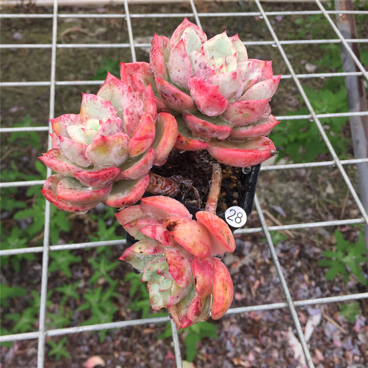 三文鱼血斑多肉植物又名桃花群生多头头小老桩多肉植物