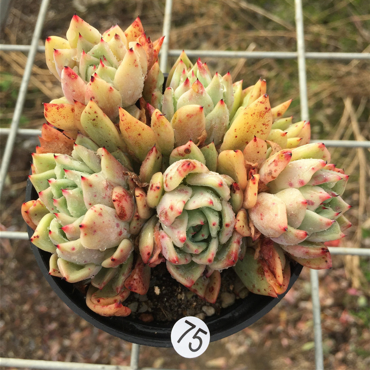 多肉植物吉尔玫瑰爪系杂交新品罕见群生多头多肉植物