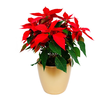 顺米一品红盆栽植物室内办公室绿植一品红植物花四季花卉盆景