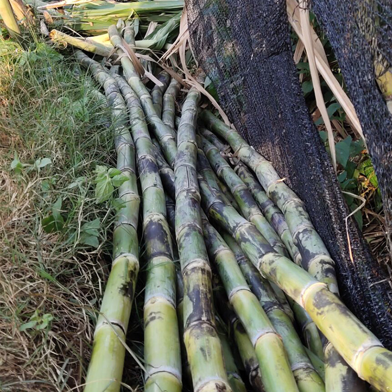 四川甘蔗攀枝花米易青皮黄皮新鲜土甘蔗果肉松软甜度爆表现砍现发