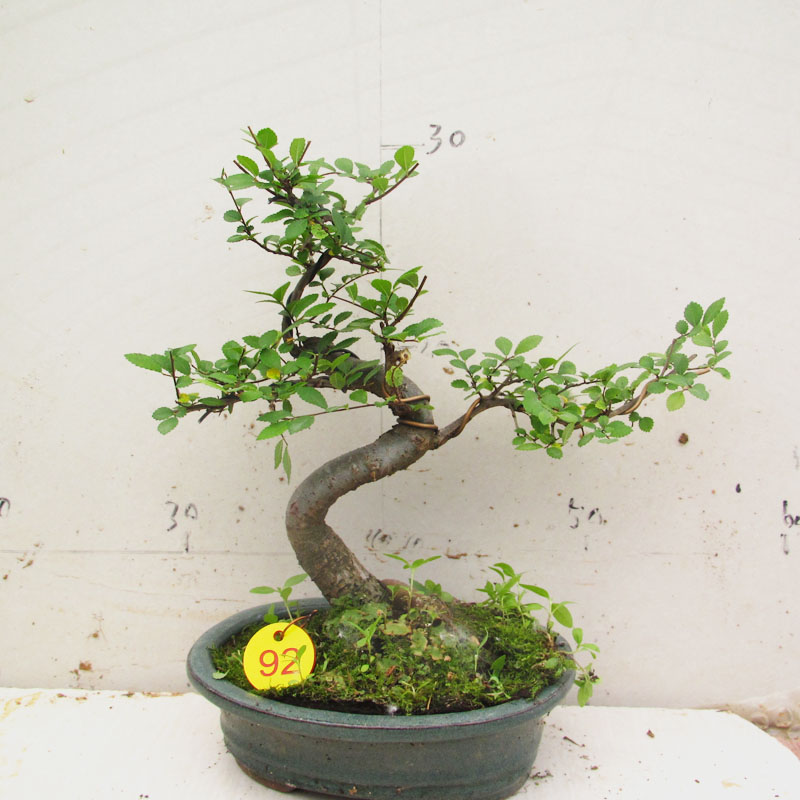 苍古小榆树盆景盆栽花卉植物 包邮 榆树造型树桩净化空气室内盆栽