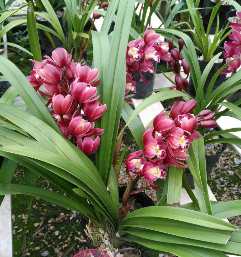 兰花花苗花苞红宝石墨兰盆栽名贵室内四季好养花卉