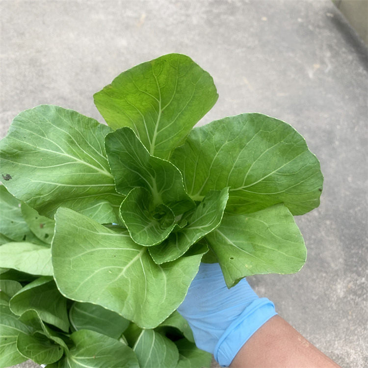 青菜蔬菜新鲜嫩小青菜宝宝辅食绿叶菜无添加六安当季小白菜500g