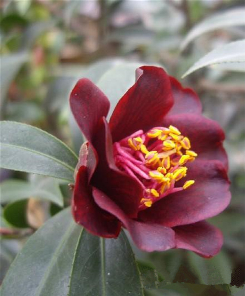 黑骑士山茶花盆栽名贵黑红红色嫁接树苗花卉黑色时令草本花卉