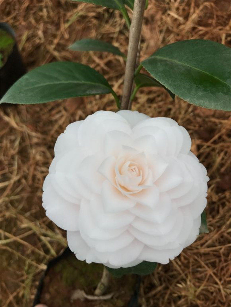 东方亮茶花白色水晶纯白盆栽阳台室内外客厅树苗时令草本花卉