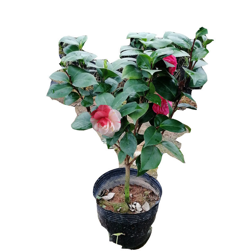 十八学士茶花盆栽带花苞稀有粉白色彩底四季18好养的金边树苗庭院