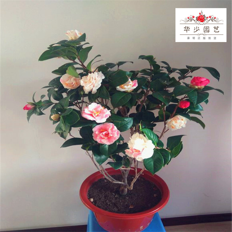 永福建大五宝宝龙岩茶茶花树苗盆栽一树多色时令草本花卉