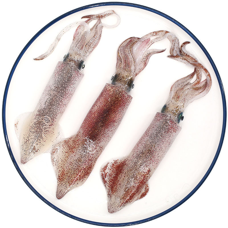 逃跑鲜生小鱿鱼海鲜活小管东山岛生鲜速冻新鲜冷冻冷冻鱿鱼