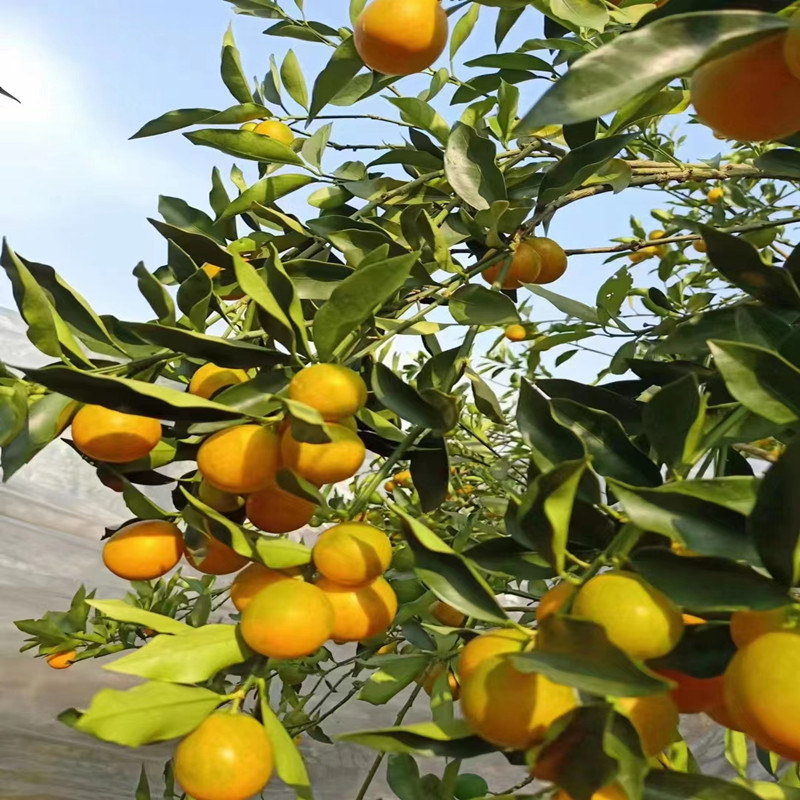 新鲜桂林脆皮金桔广西阳朔青黄黄皮滑皮金橘桔子