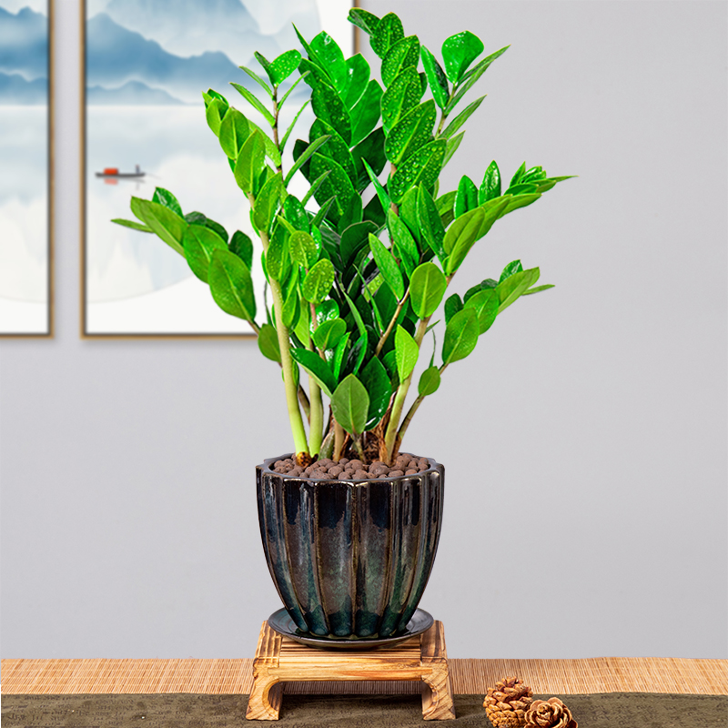 金钱树好养招财绿植四季办公室花卉易活钱串子室内绿植