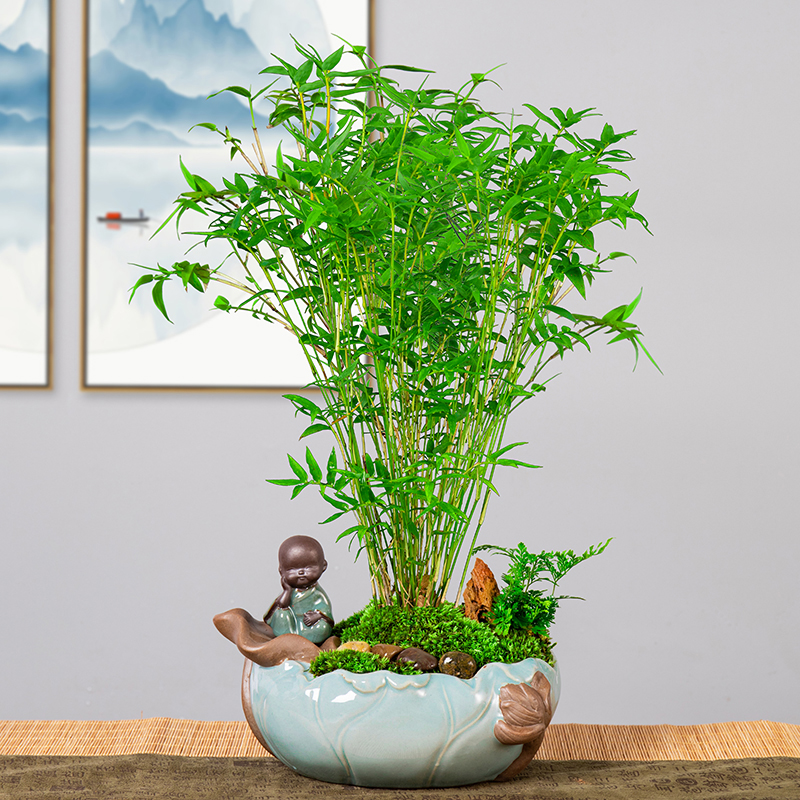 米竹盆景植物凤尾室内小型观赏竹好养易观音绿植