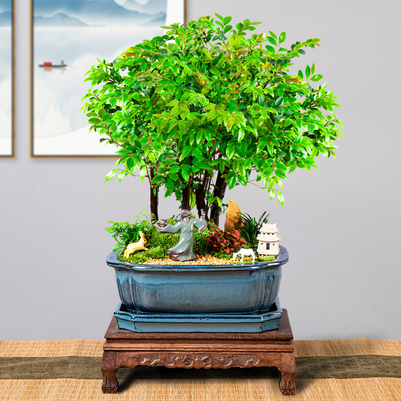 小叶紫檀盆景植物室内镇绿植客厅老桩大型树苗绿植
