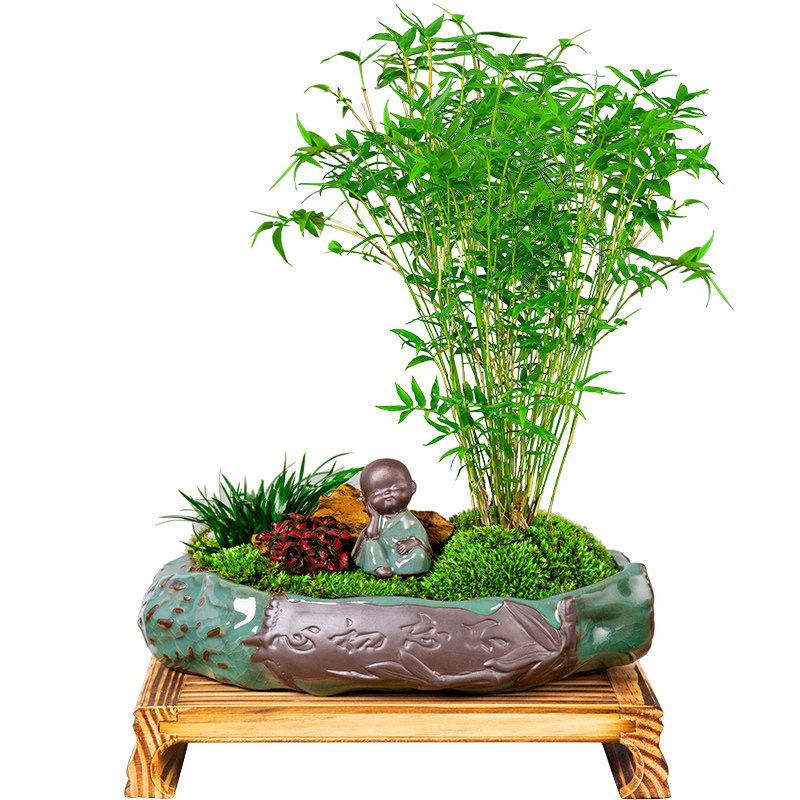 米竹盆景植物凤尾室内小型观赏竹好养易观音绿植