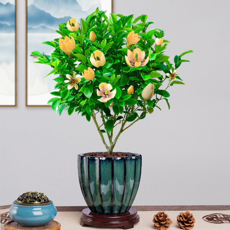 含笑花盆盆栽植物四季易活花卉室内好养绿植时令草本花卉