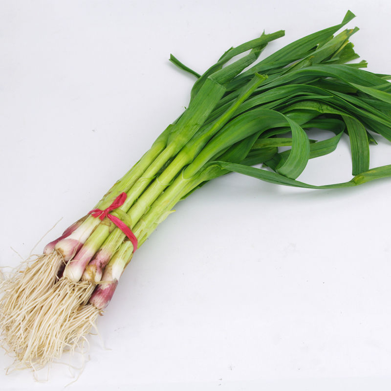 现挖新鲜青蒜苗红皮青梗蒜苗红根蒜苗本地蒜苗新鲜蔬菜1斤5斤包邮