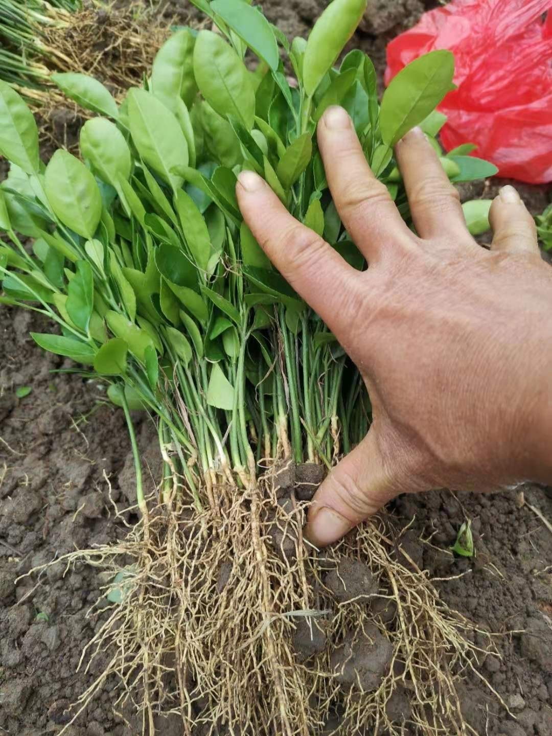 酸柚优质柚子树苗直生苗香泡苗小苗砧木嫁接果树