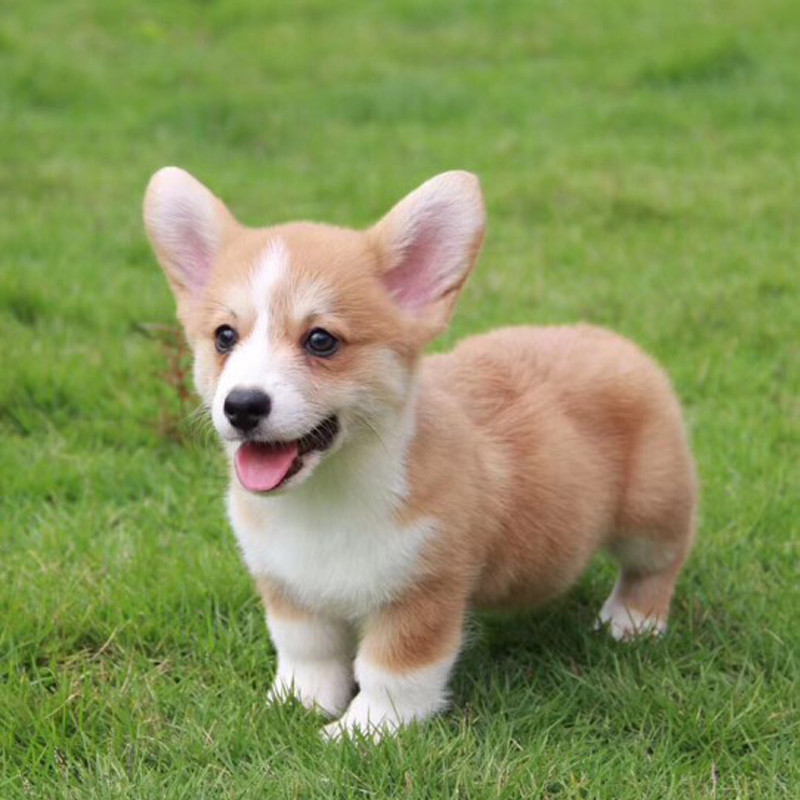 柯基出售纯种幼犬活体宠物宠物狗狗狗小型威尔士狗狗