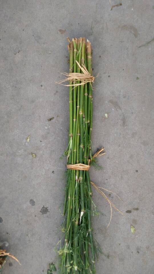 农家新鲜小茴香杆谷香杆老茴香杆茴香子香料调料配药有茴香根