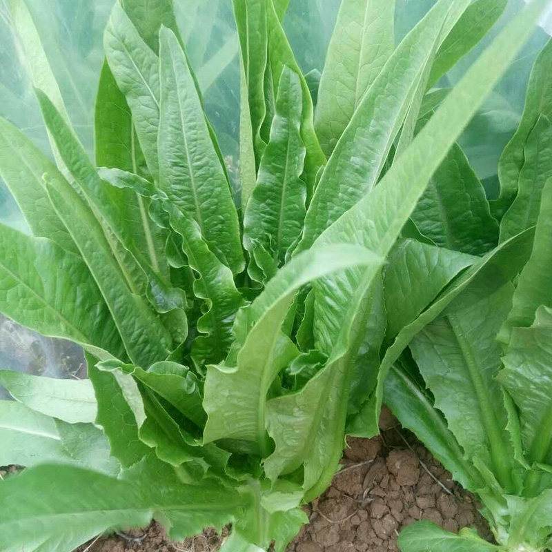 菜种四季油麦种子清香香甜无斑咖啡香麦菜籽家庭园艺种子