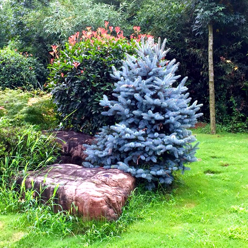 博众科罗拉多蓝杉耐寒四季常绿乔木庭院花镜景观宿根