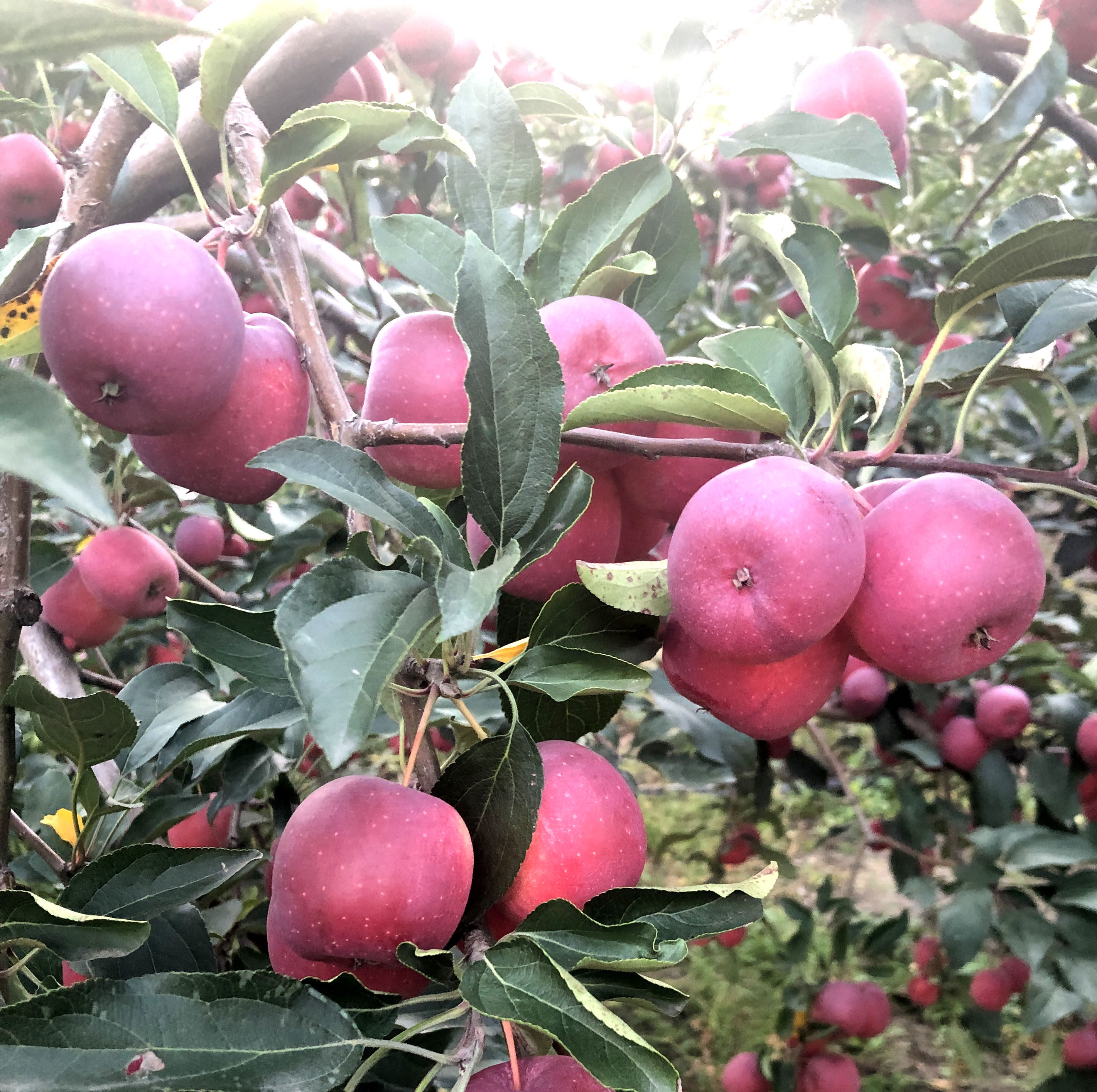 东北大秋果 沙果产地直发龙丰果海棠果新鲜孕妇水果小萍果5斤一份
