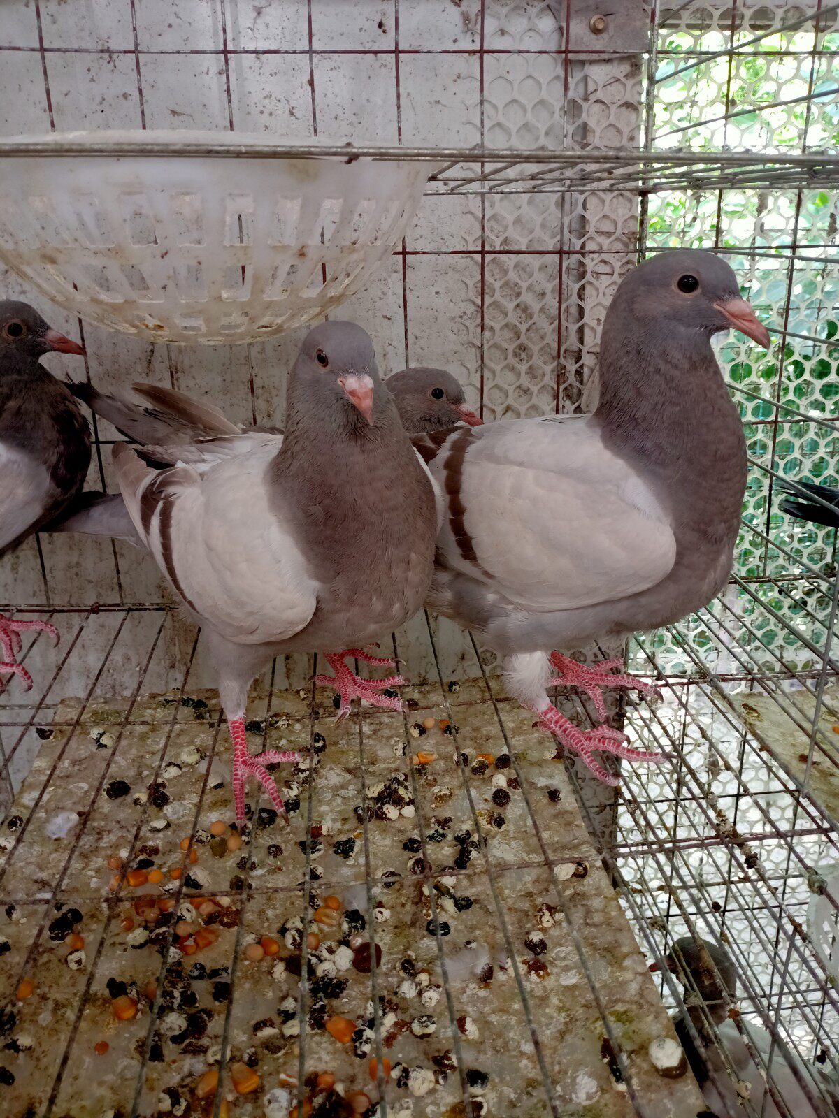 鸽子青年幼鸽小鸽繁殖种鸽王种鸽白羽鸟