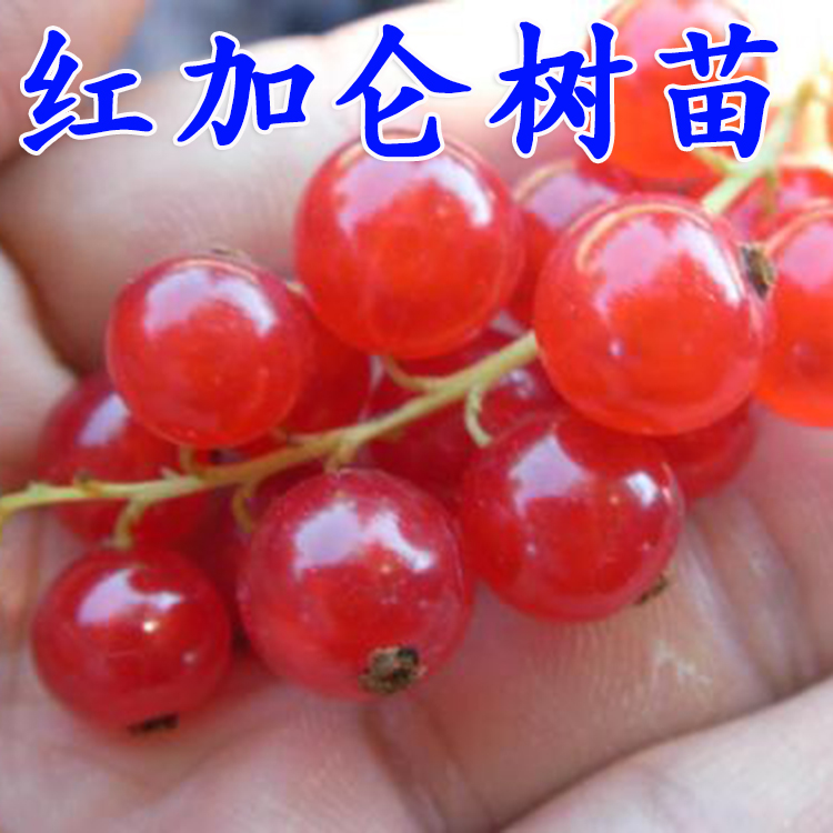 果树苗 红加仑苗 红醋栗苗红加仑树苗南北方盆栽地栽