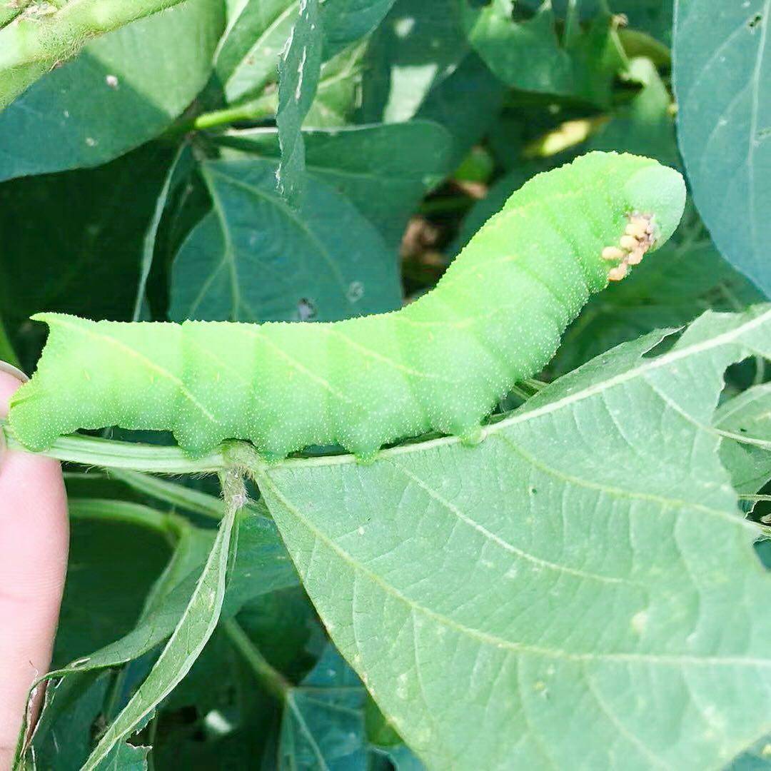 灌云豆丹活豆虫大青虫猪儿虫芝麻虫食用昆虫高蛋白活体鱼饵1斤