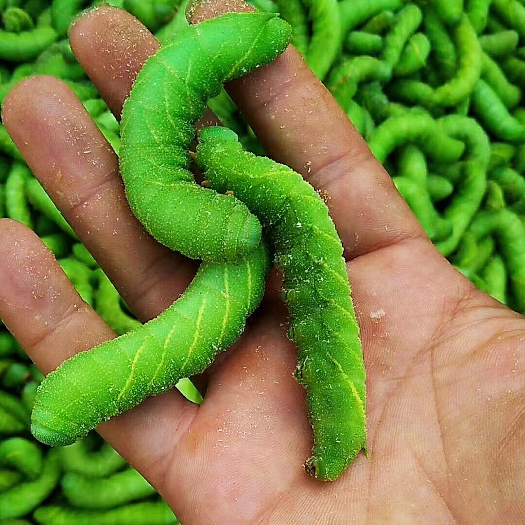 灌云豆丹活豆虫大青虫猪儿虫芝麻虫食用昆虫高蛋白活体鱼饵1斤