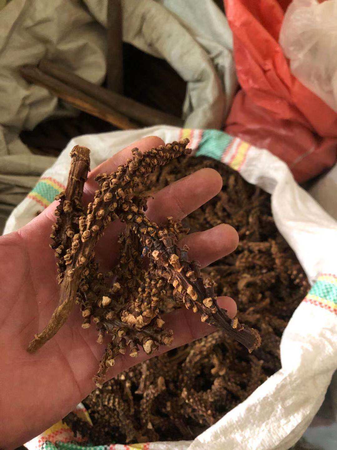 中药材虎鞭500克包邮子孙草虎边草劲草不老苗药其他药食同源食品